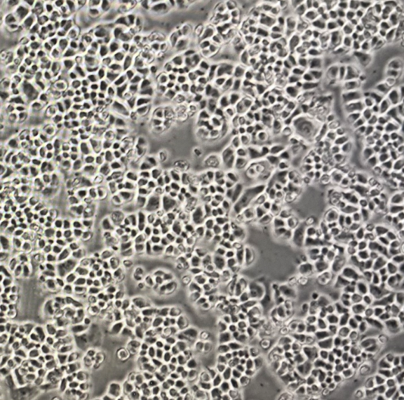 OVSAHO���ѳ�����(x��)�����īI(xi��n)���îa(ch��n)Ʒ��